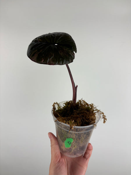 Alocasia Serendipity variegated B