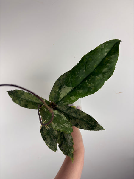 Hoya Undulata silver C