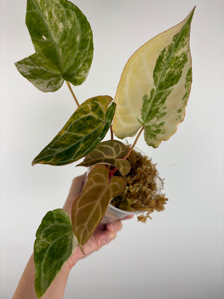 Anthurium crystallinum variegated 4 - double growth point