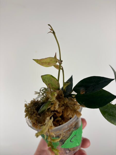 hoya lacunosa gold lunar C