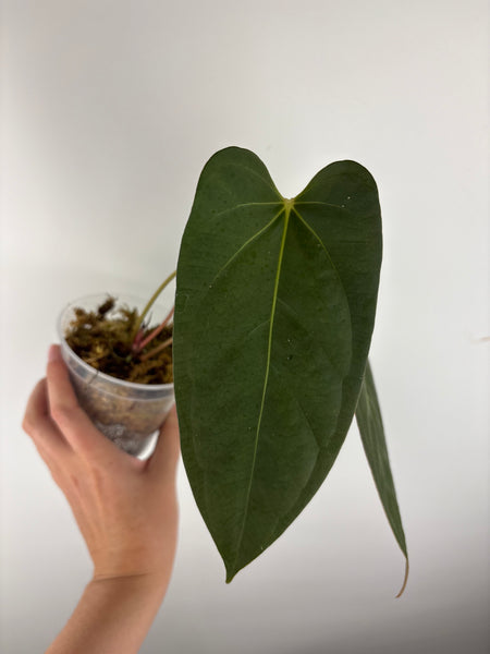 Anthurium bvit x blue papillilaminum B2