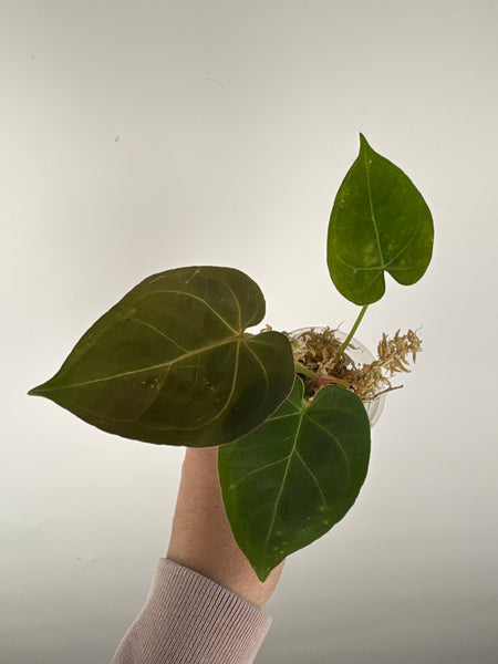 Anthurium hoffmanii x AOS 9