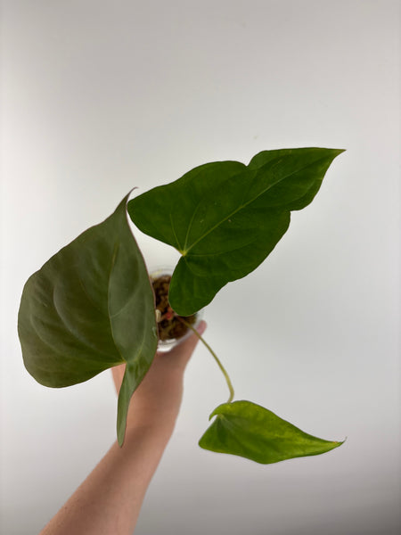 anthurium bvit x portillae