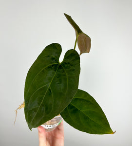 Anthurium crystallinum dark form x dressleri A