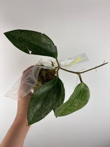 Hoya Latifolia 'rimba perak'