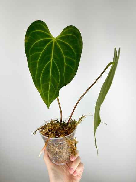 Anthurium Green mamba C