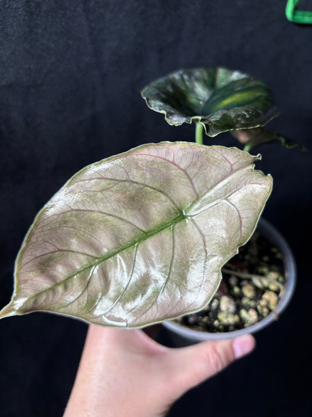 Alocasia azlanii pink albo baby