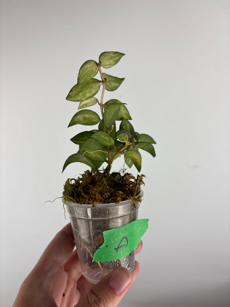 hoya lacunosa bruno A