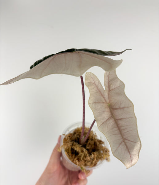 Alocasia pseudo sanderiana pink variegated C