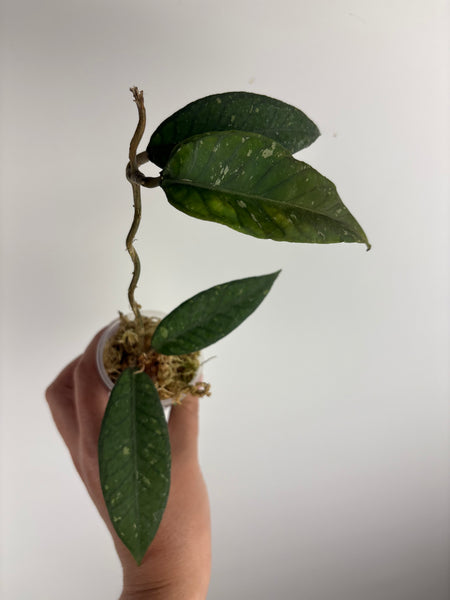 hoya sp aceh gunung genting B
