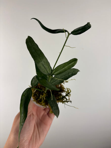hoya pandurata silver C