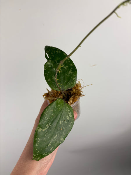 hoya glabra sf004 B