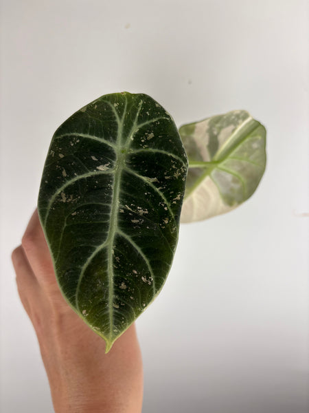 Alocasia black velvet Albo