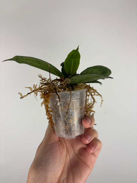 Hoya mitrata silver sp kapuas hulu 2