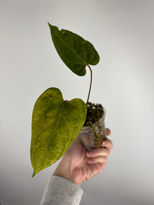 Anthurium Blue papillilaminum x forgetii C as is