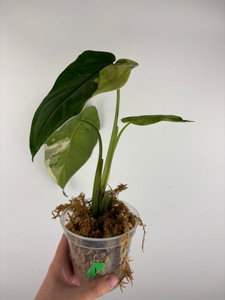 Syngonium chiapense variegated 1