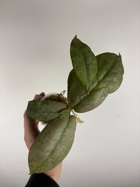 Hoya Mitrata Silver C