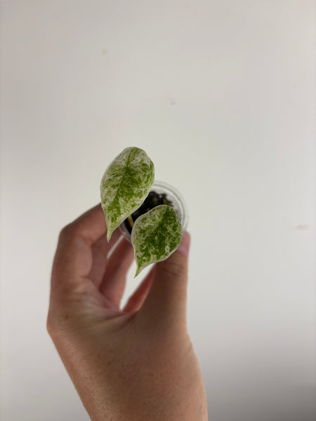 alocasia longiloba marble