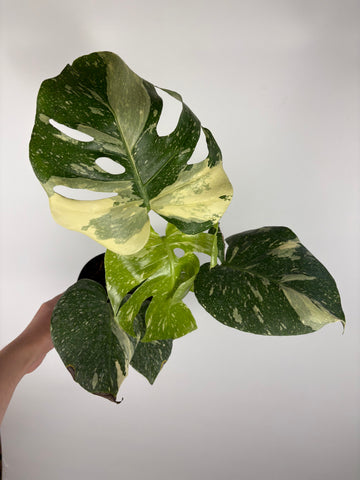 Monstera Thai constellation 6 inch - high var - 4