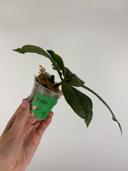 Hoya mitrata silver sp kapuas hulu 10