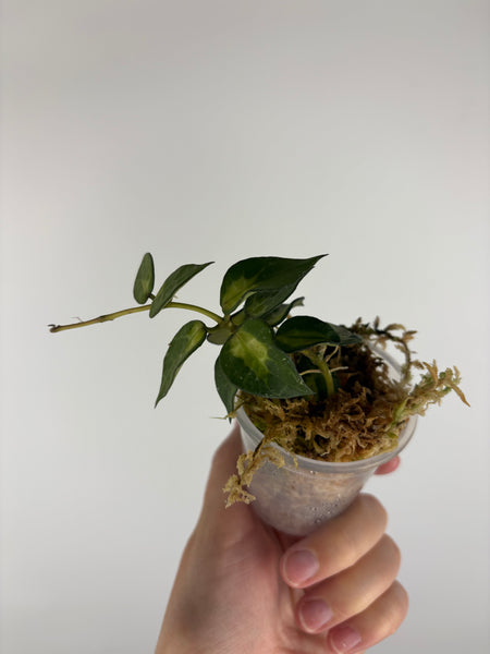 Hoya lacunosa golden flame 1