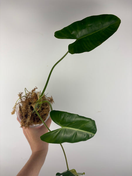 Philodendron burle Marx x verde 4