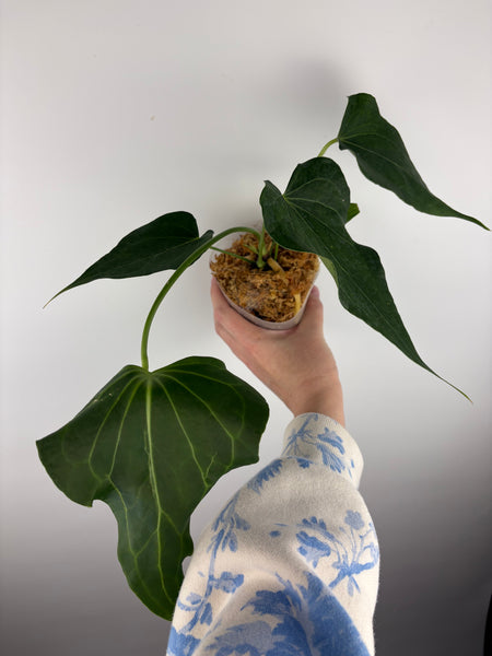 Anthurium delta force E2