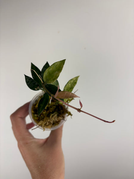 hoya lacunosa peridot G