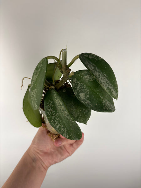 Hoya diversifolia maha dewi bottom cut