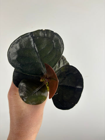 Labisia black love 3