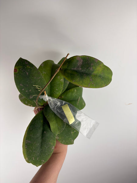Hoya Mitrata purple B