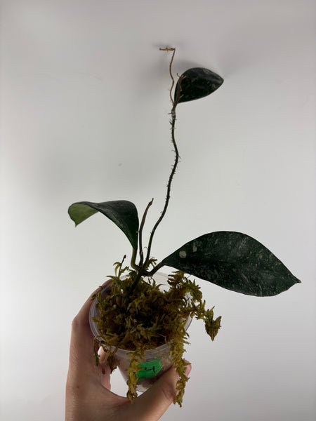 Hoya rundumensis splash 4