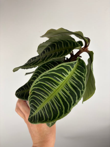 Labisia emlemantha zebra