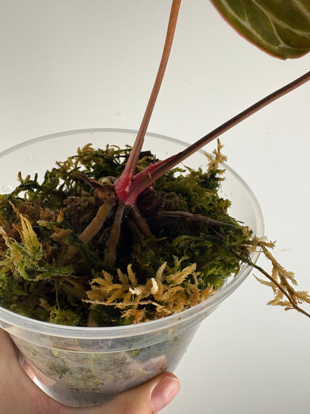 Anthurium crystallinum Petir variegated - Double growth point