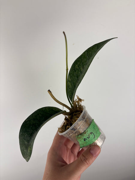 hoya sp agusen splash