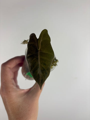 Alocasia pseudo sanderiana aurea variegated 3