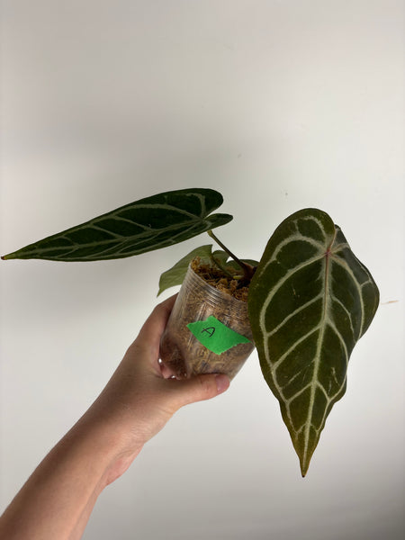 anthurium (red velvet cake x dark handsome) x dreamwaver (Thailand) A