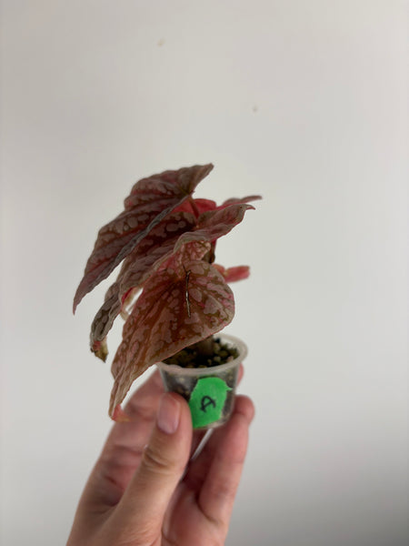 begonia snow capped variegated A