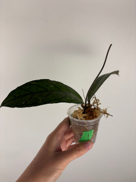 Hoya tanggamus patok besi 1