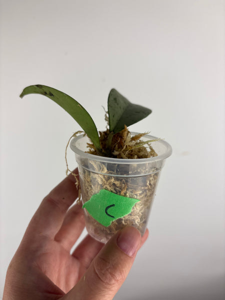 hoya blizzard C
