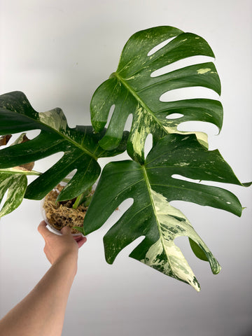 Monstera albo 5
