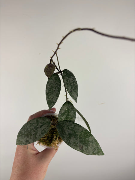 hoya caudata sparkling snow A