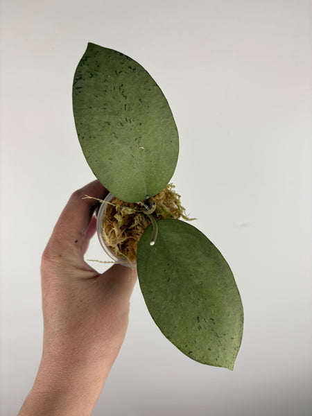 hoya menak sopal silver C