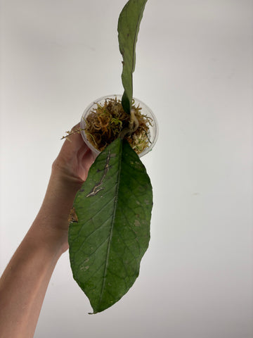 Hoya sp aceh dragon egg 1A