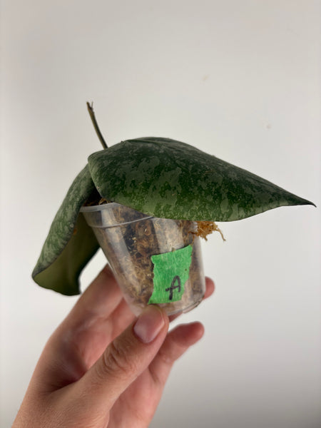 Hoya purpureofusca x imbricata A