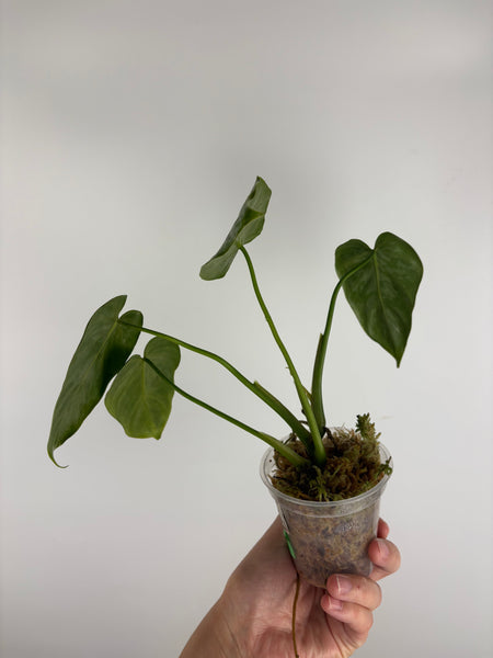 Philodendron Radiatum x brandtianum C