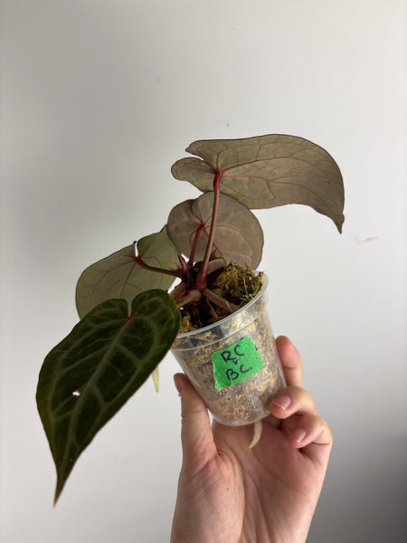 Anthurium red crystal x black crystal B