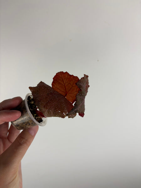 Begonia Robin B
