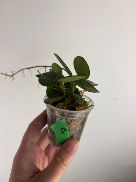Hoya Mathilde splash A