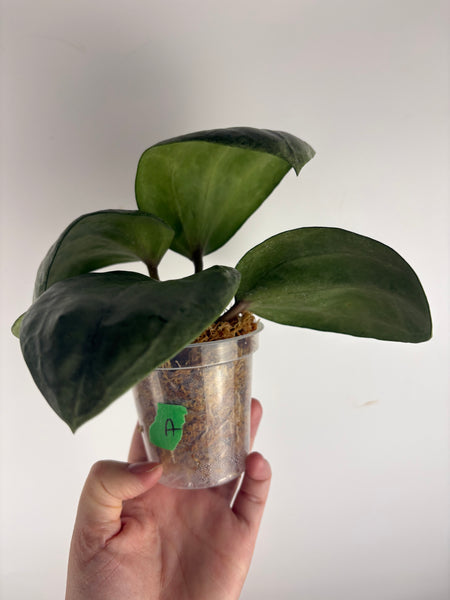 Hoya Latifolia silver (Thailand)